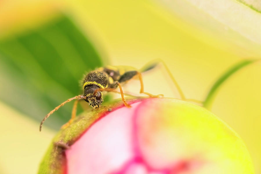 Busy Wasp Photograph by Jelieta Walinski