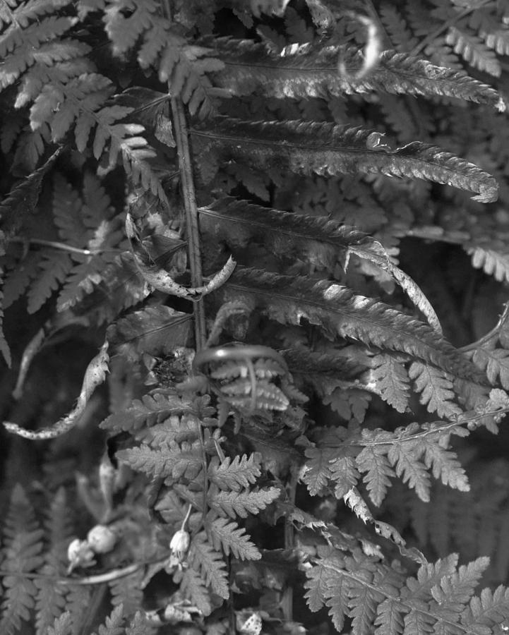 Tangle of Ferns in the Forest Photograph by Charles Lucas