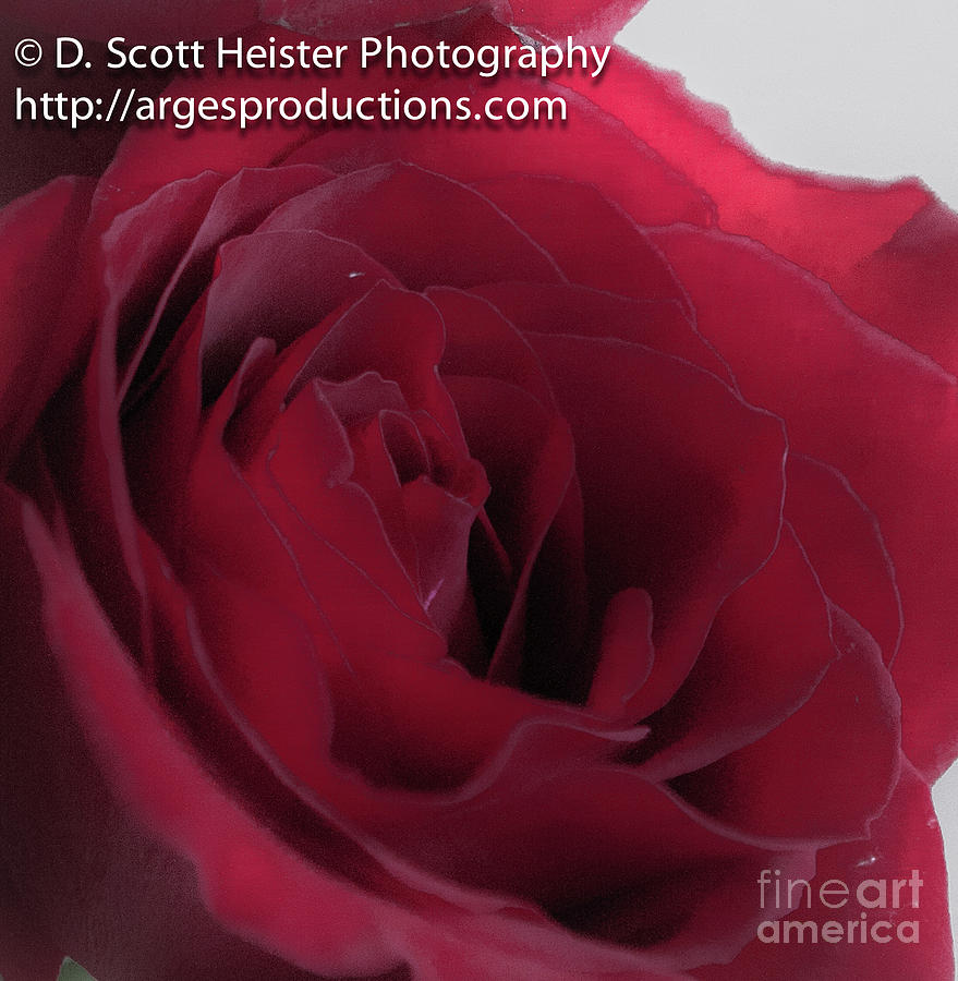 Red Rose Photograph - But a Rose by Scott Heister