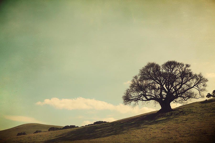 Tree Photograph - But I Still Need You by Laurie Search