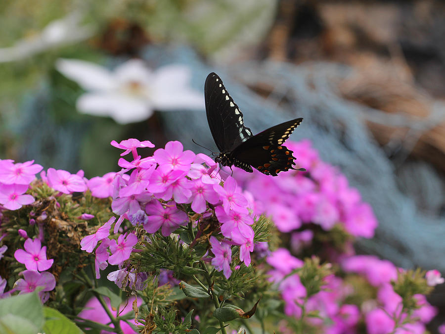 Butterfly -- Black on Pink Photograph by Joseph C Hinson