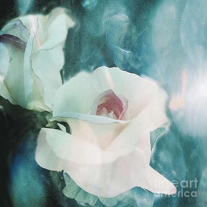 Rose Photograph - But Soft by Beth Williams
