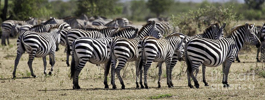 But Theyre Zebras Photograph by Timothy Hacker