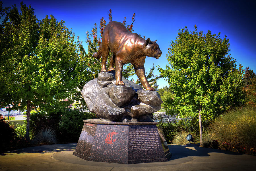 Butch - Cougar Pride Sculpture Photograph by David Patterson