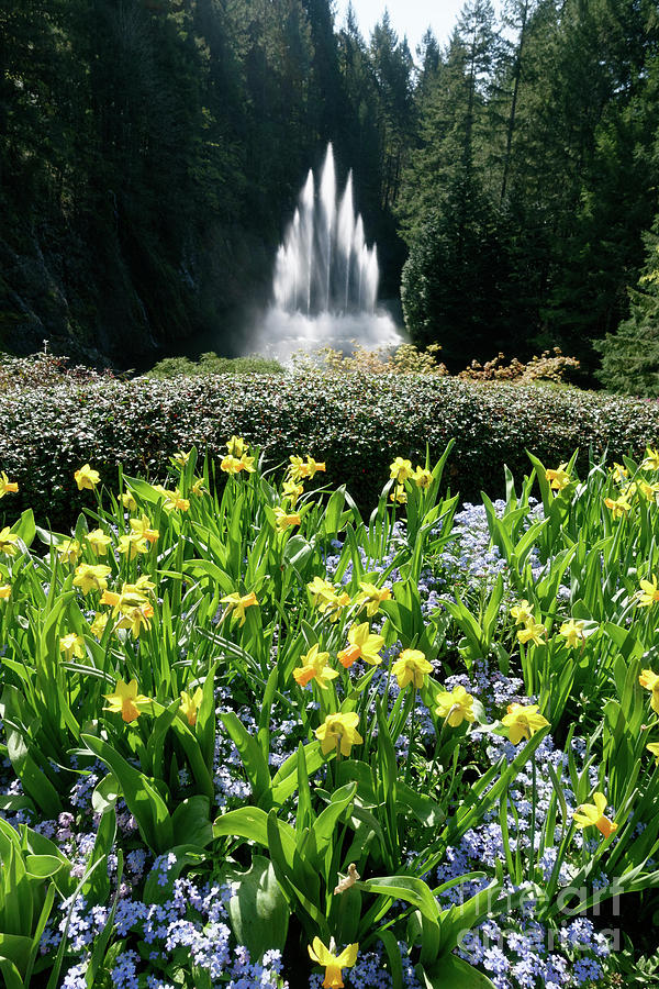 Butchart Gardens in spring Photograph by Louise Heusinkveld