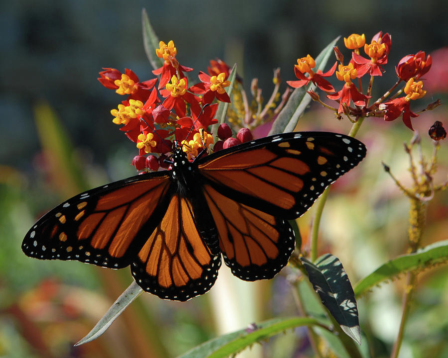 Butterfly Photograph by Debra Wales - Pixels