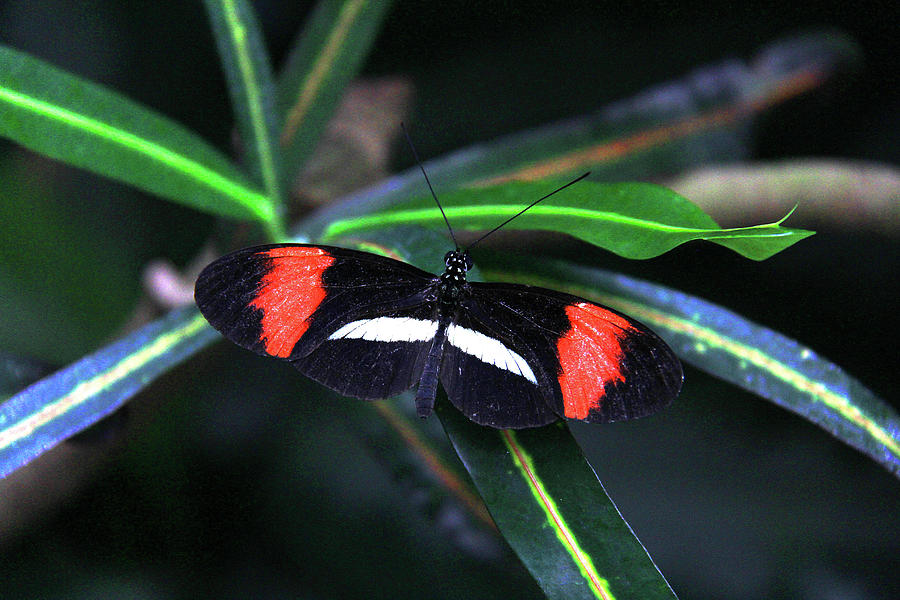 Butterfly - Rosina Photograph by Richard Krebs