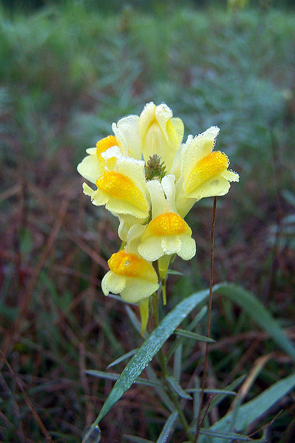 Butter and Egg Wildflower I Photograph by Frank LaFerriere Pixels