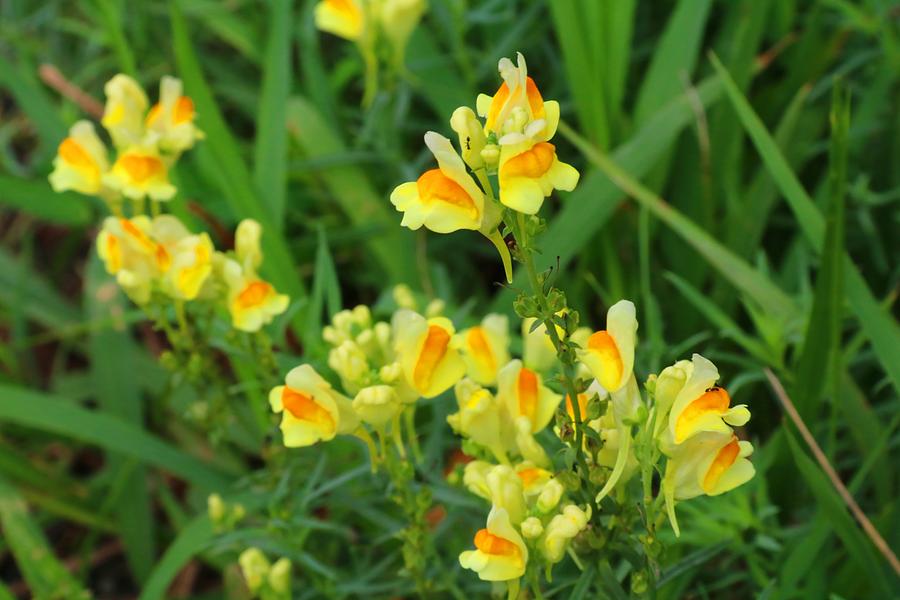 Butter and Eggs Photograph by Kathryn Meyer Fine Art America