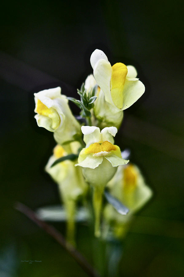 Butter-and-Eggs Wildflower - Linaria vulgaris Photograph by Carol Senske