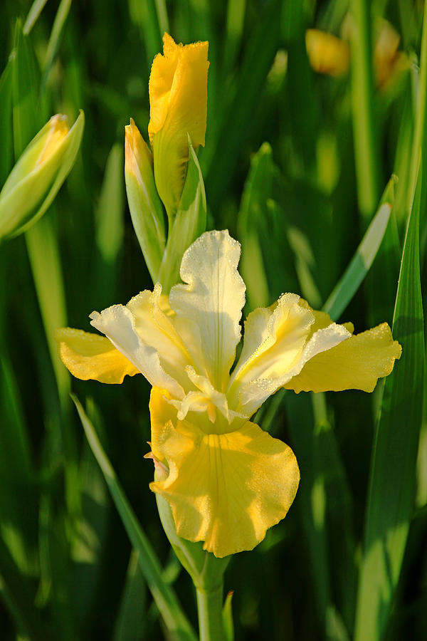 Butter And Sugar Iris Photograph