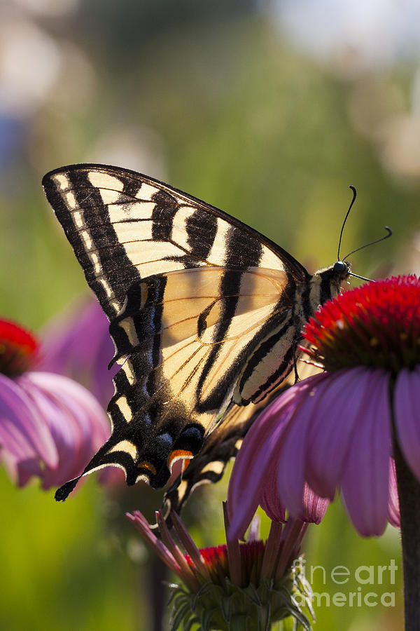 Butterfly Photograph - Butter by Douglas Kikendall