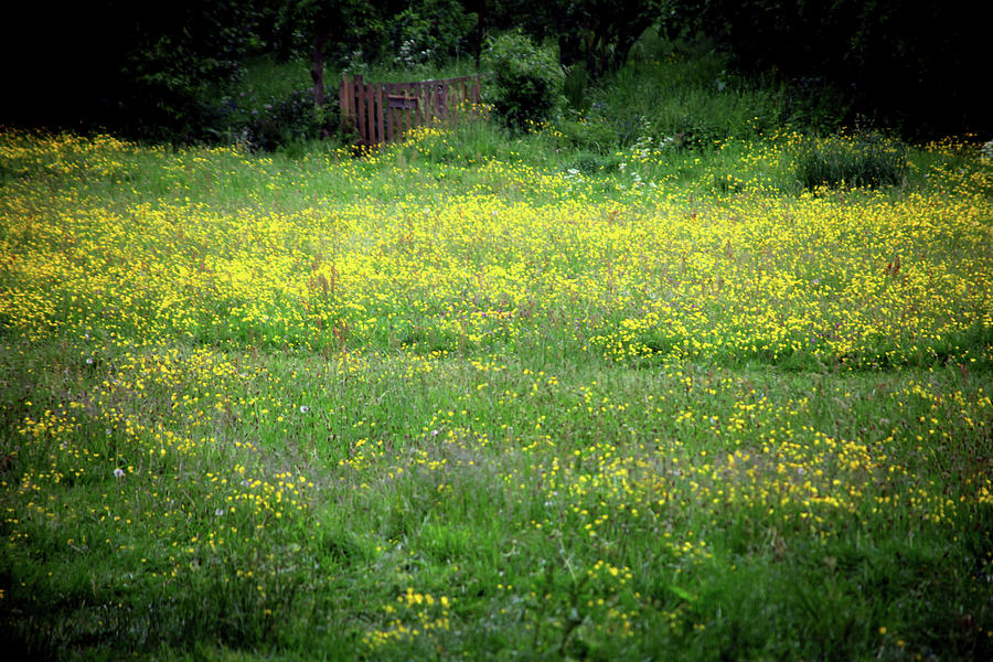 Butter Field Photograph by Jez C Self