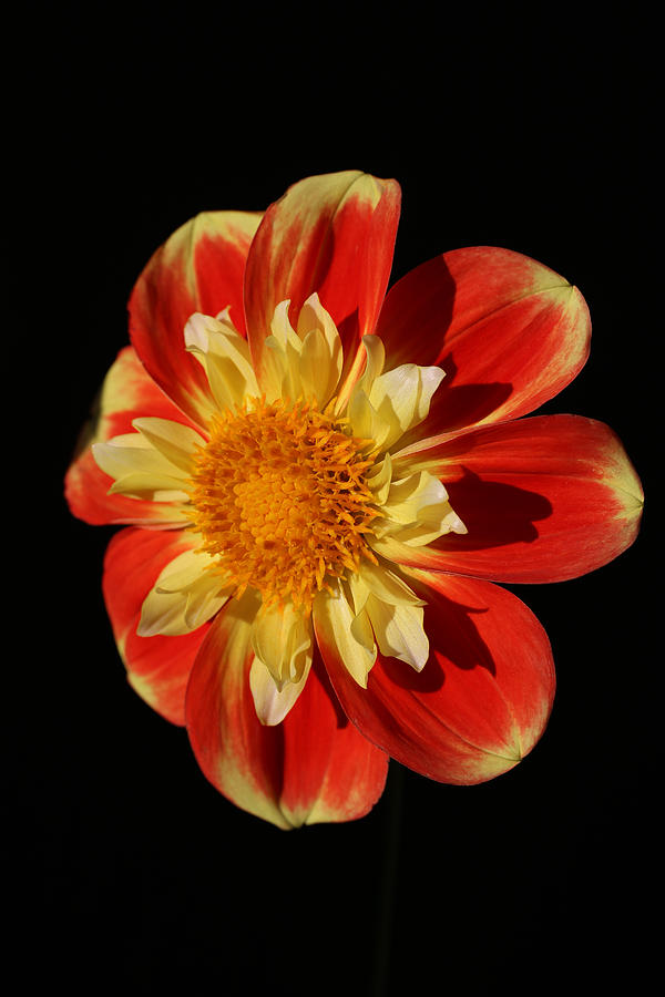 Butter Petals Dahlia Photograph by Tammy Pool