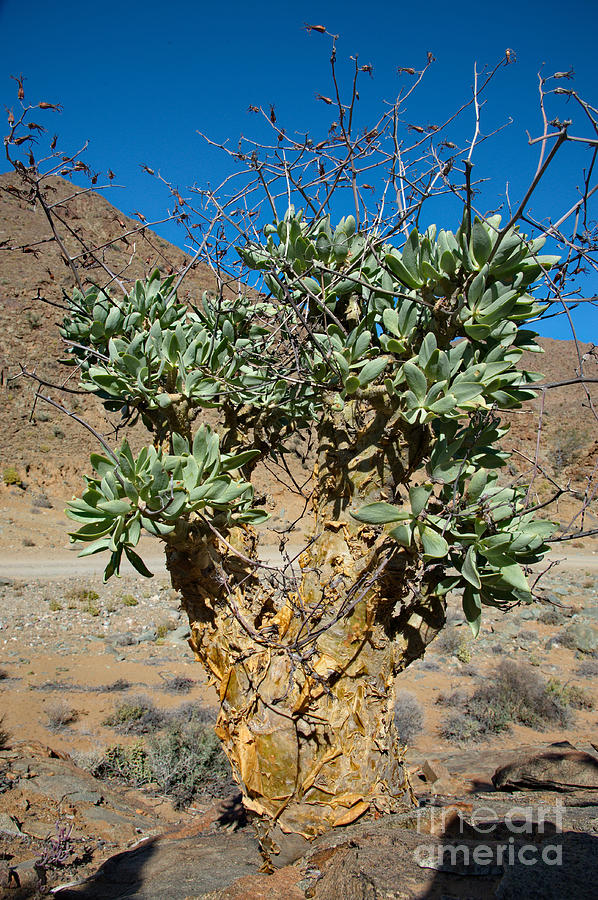 Butter Tree In Namib Desert Photograph by Francesco Tomasinelli
