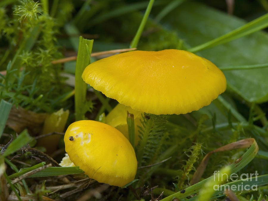 Butter Waxcap Photograph by Steen Drozd Lund