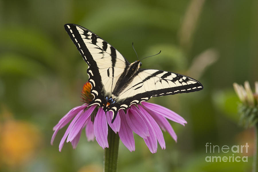Butterfly Photograph - Butter2 by Douglas Kikendall