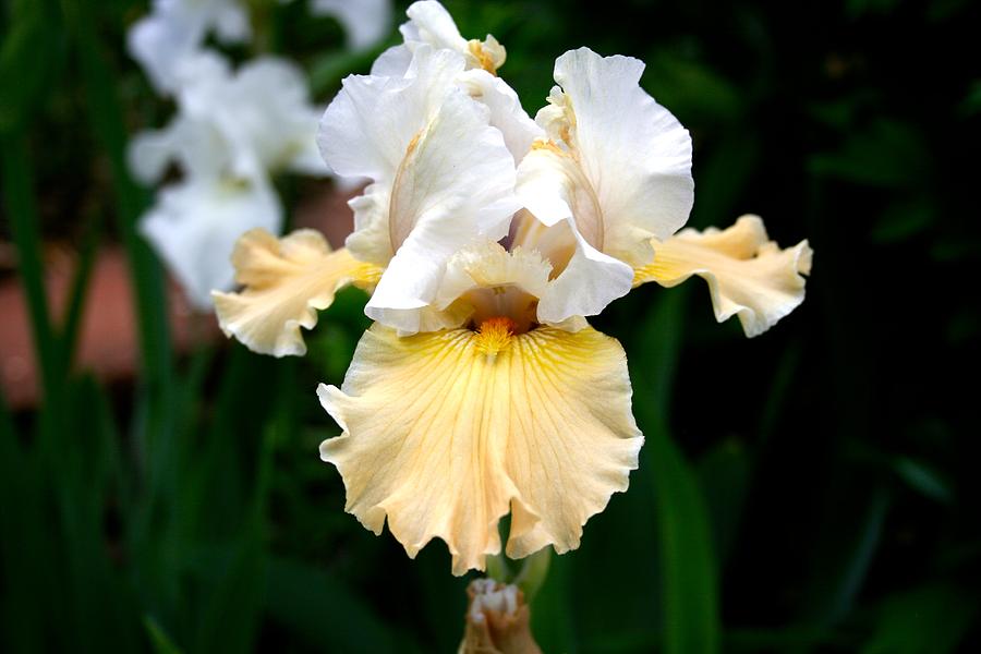 Iris Photograph - Buttercream Petals by Melany Raubolt