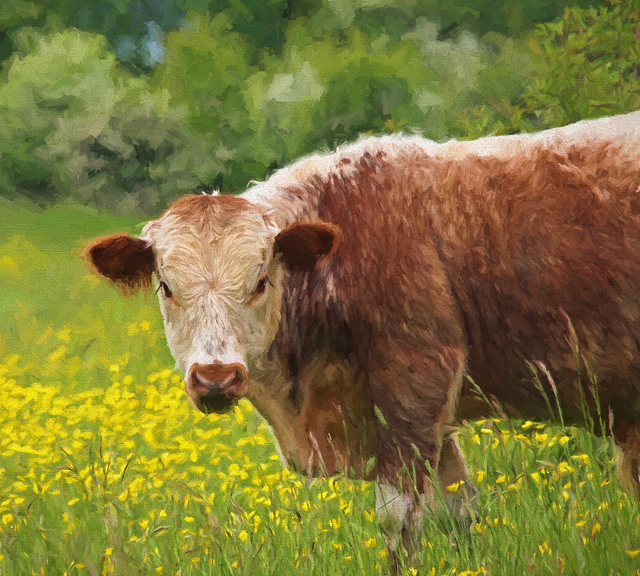 Summer Photograph - Buttercup - Brown Cow by Gill Billington