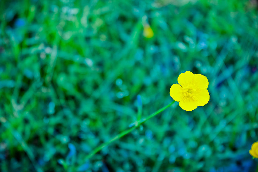 Buttercup Photograph by Colleen Kammerer
