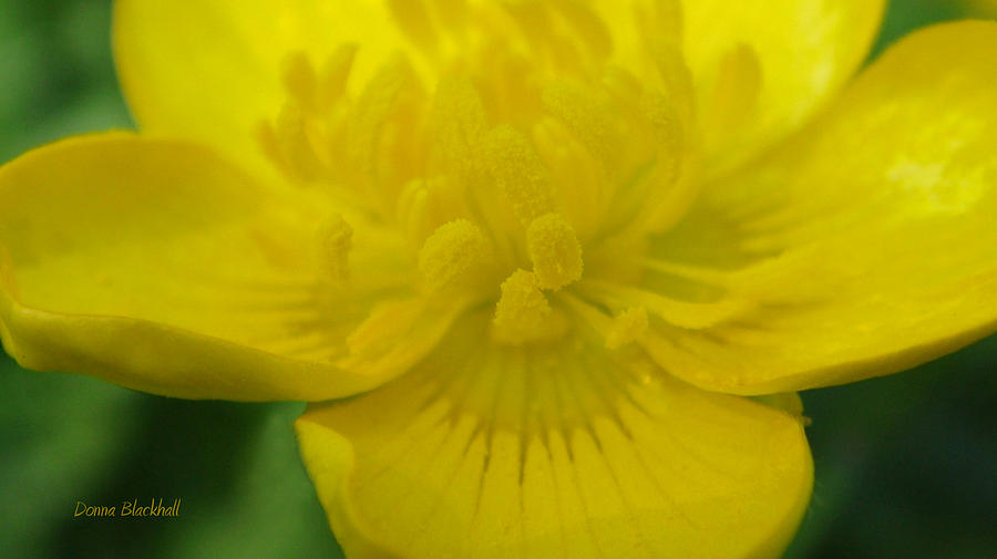 Buttercup Photograph by Donna Blackhall