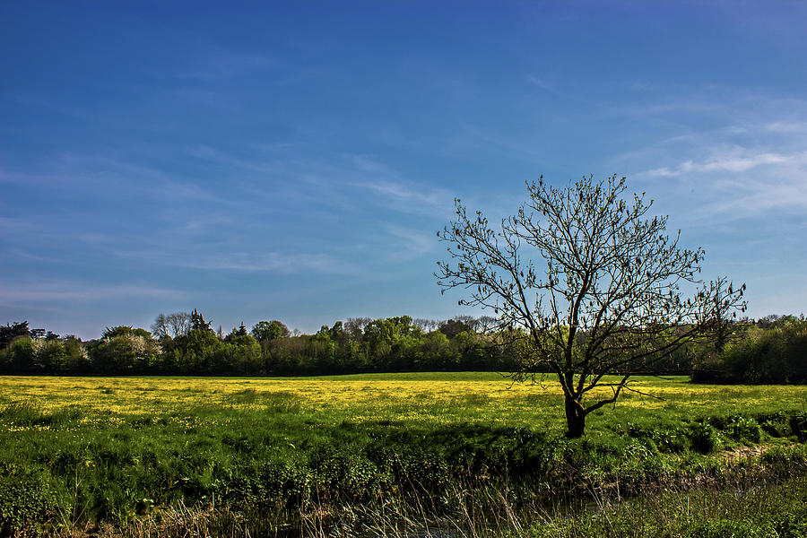 Landscape Photograph - Buttercup Fields by Martin Newman