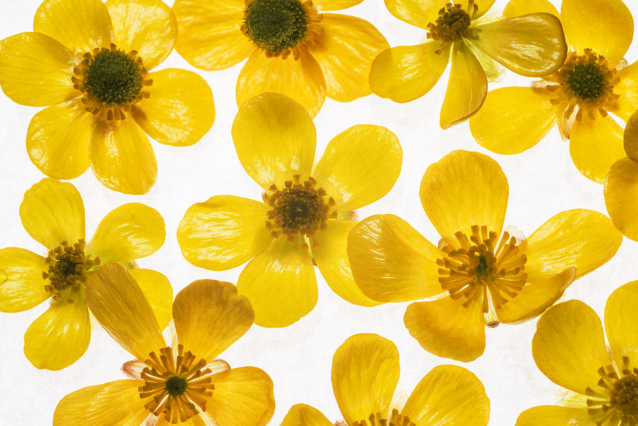 Buttercup flowers background Photograph by Vishwanath Bhat - Fine Art