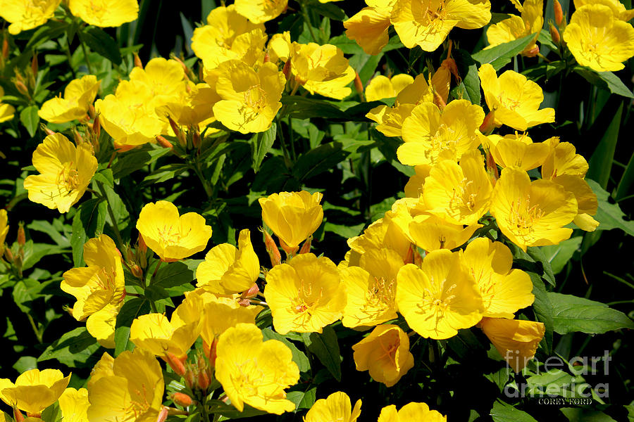 Nature Painting - Buttercup Flowers by Corey Ford