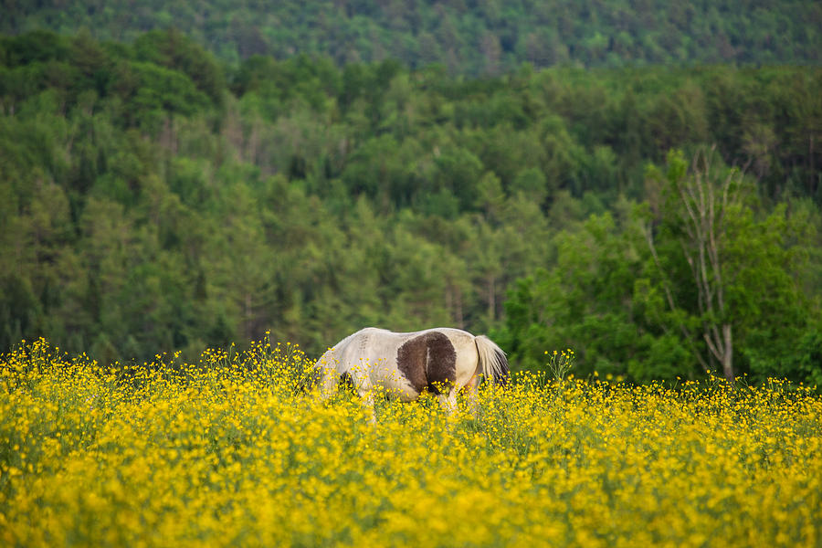 Buttercup Grazing Photograph by White Mountain Images