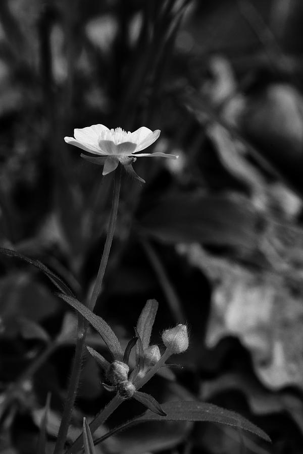Buttercup in Black and White Photograph by Michael Dougherty