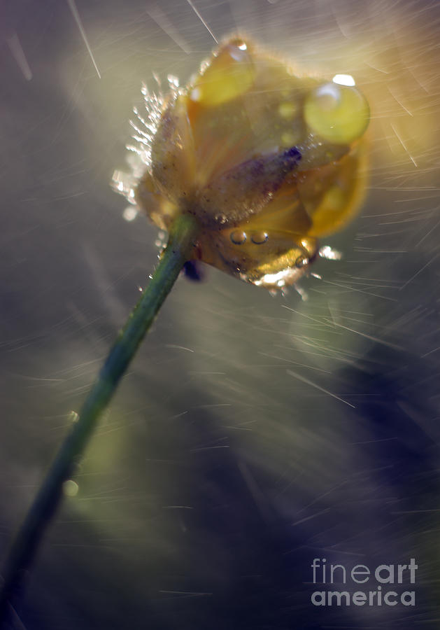 Buttercup In The Rain Photograph by Ang El