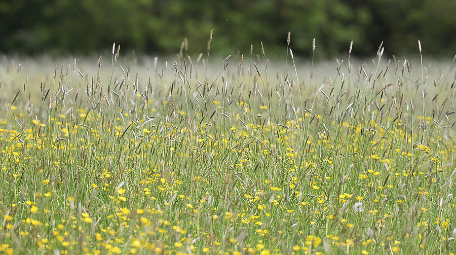 Buttercup Meadow Photograph by James Kenning - Fine Art America