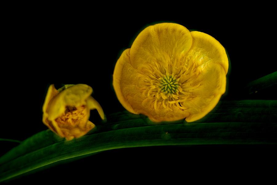 Flowers Still Life Photograph - Buttercup Nights by Richard Thomas