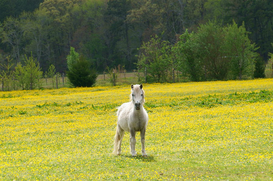 Buttercup Pony Photograph by Katy Hawk