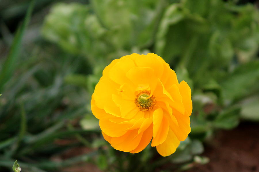 ranunculus yellow buttercup ranunculus yellow buttercup