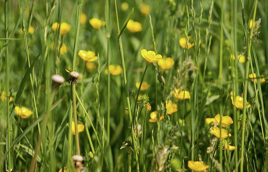 Buttercups and Green Grass at Moore State Park Photograph by Michael ...