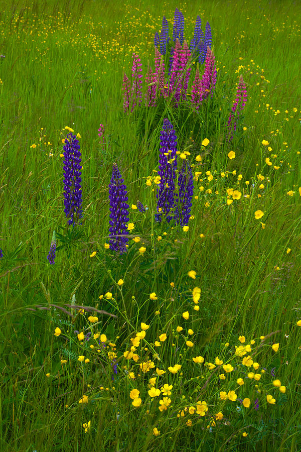 Buttercups And Lupines Photograph by Irwin Barrett