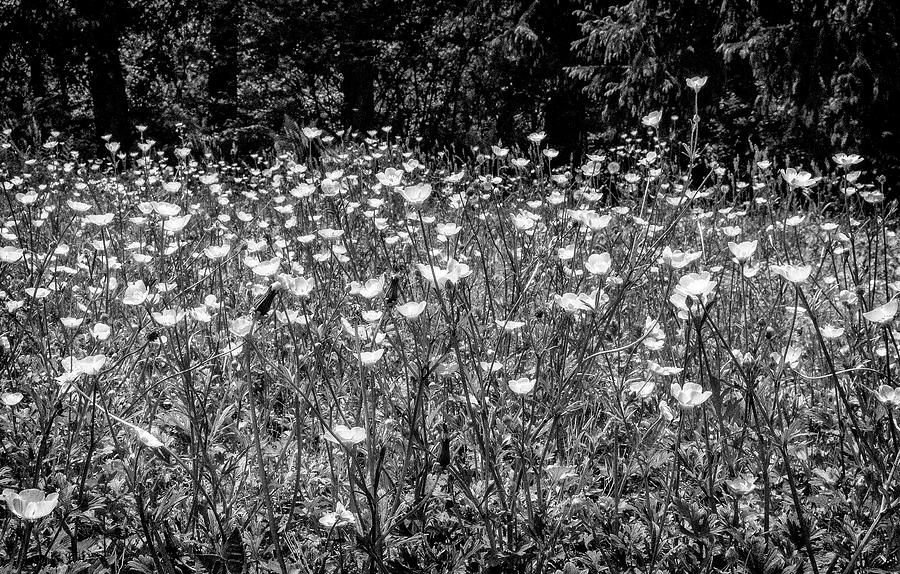 Buttercups In Black And White Photograph