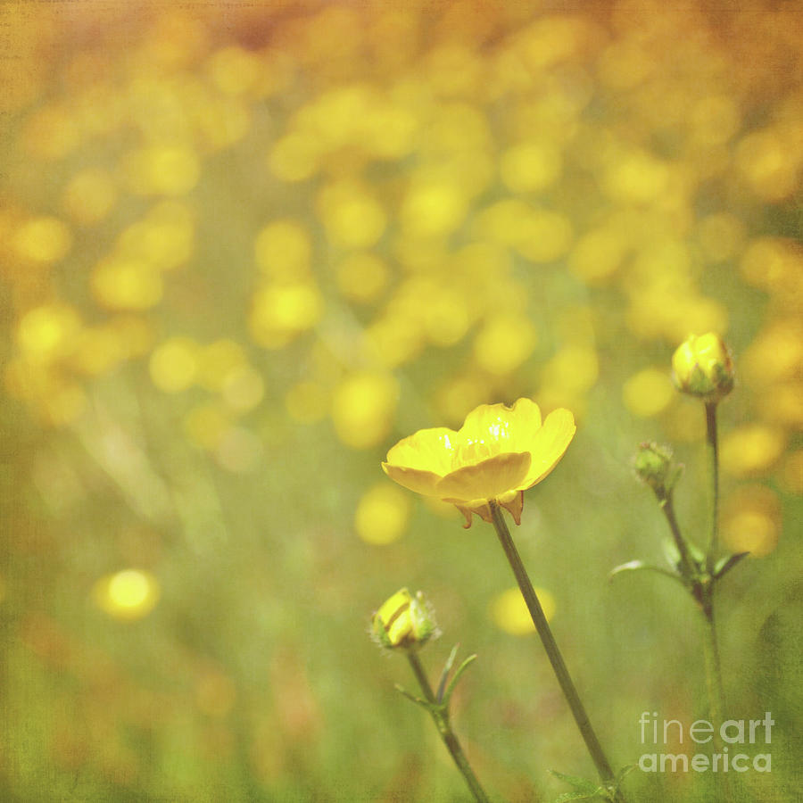 Flower Photograph - Buttercups by Lyn Randle