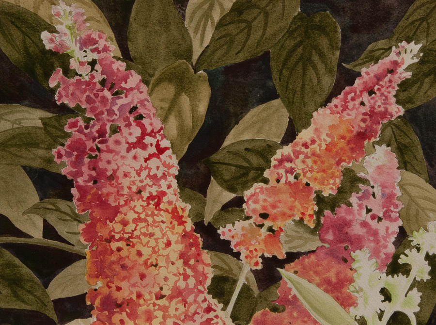 ButterflBush Painting by Heidi E Nelson
