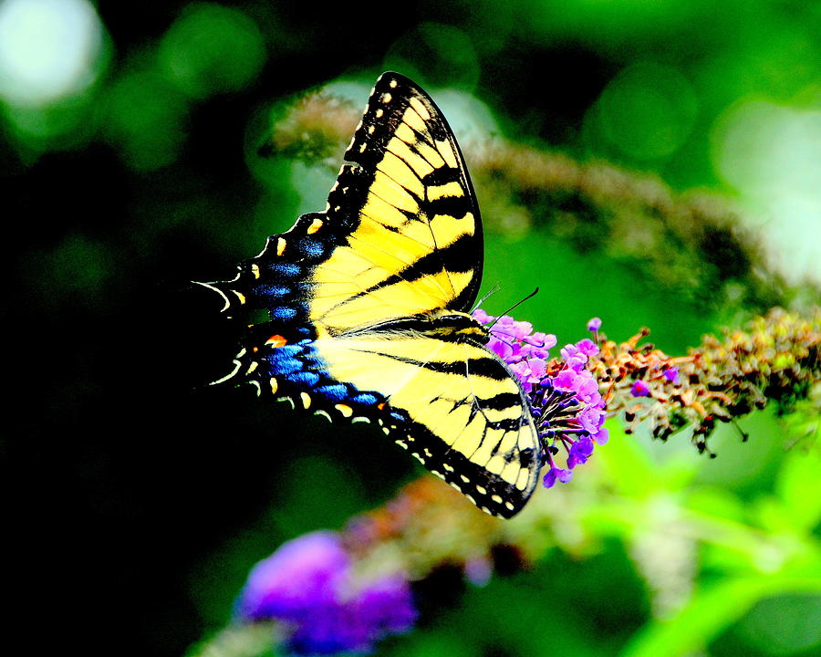 Butterflie Photograph by Aron Chervin