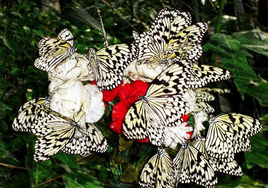 Butterflies 10 Photograph by Kristalin Davis