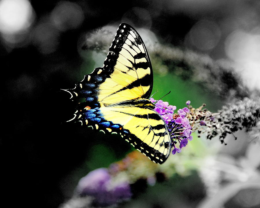 Tree Digital Art - Butterflies by Aron Chervin