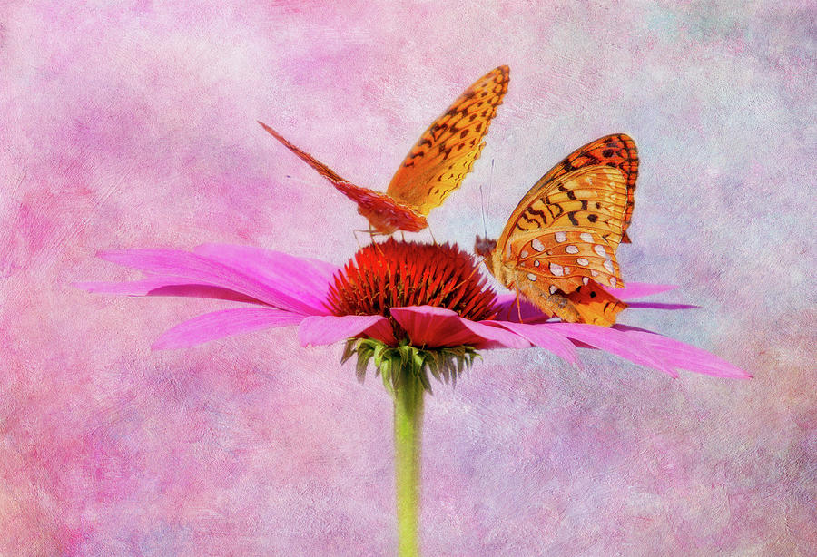 Butterflies and Beauty Digital Art by Terry Davis