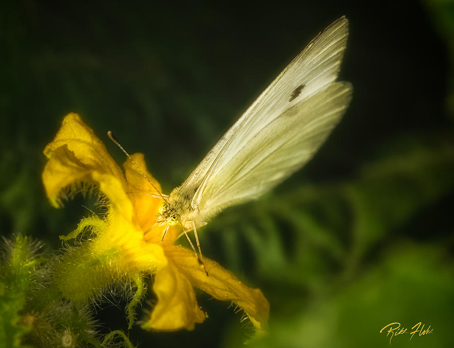 Butterflies and Blossoms Photograph by Rikk Flohr