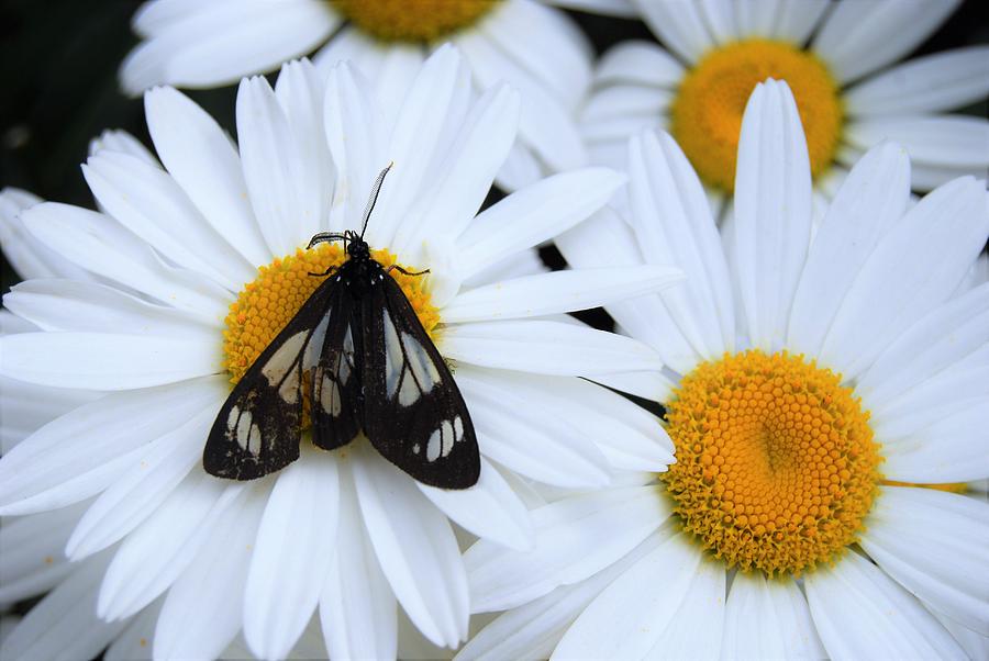 Butterflies and Daisies Photograph by Sally Falkenhagen - Fine Art America