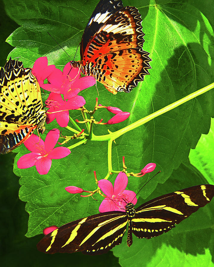 Butterflies and Flowers Photograph by Don Schimmel