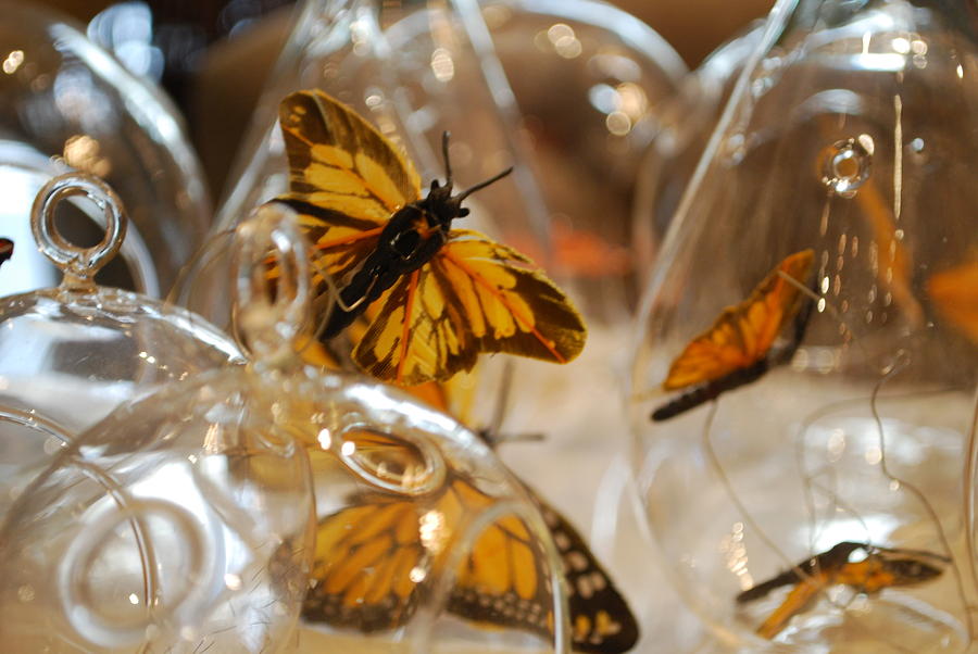 Butterflies and Glass II Photograph by Emily Page