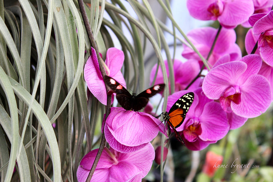 Butterflies and Orchids Photograph by Kume Bryant