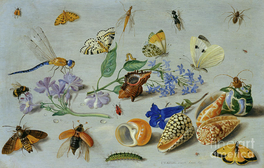 Butterfly Painting - Butterflies and other insects by Jan Van Kessel